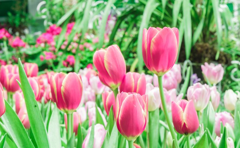 tulpen en groen planten