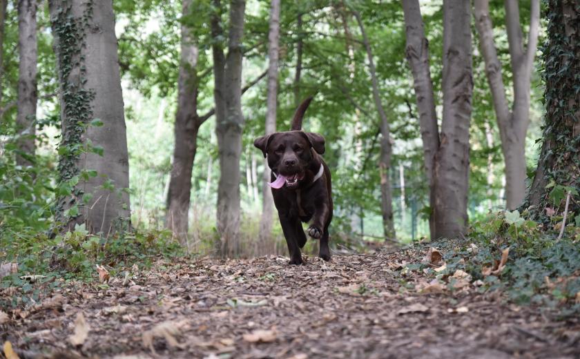 hond (c) Lynn Bruyeer