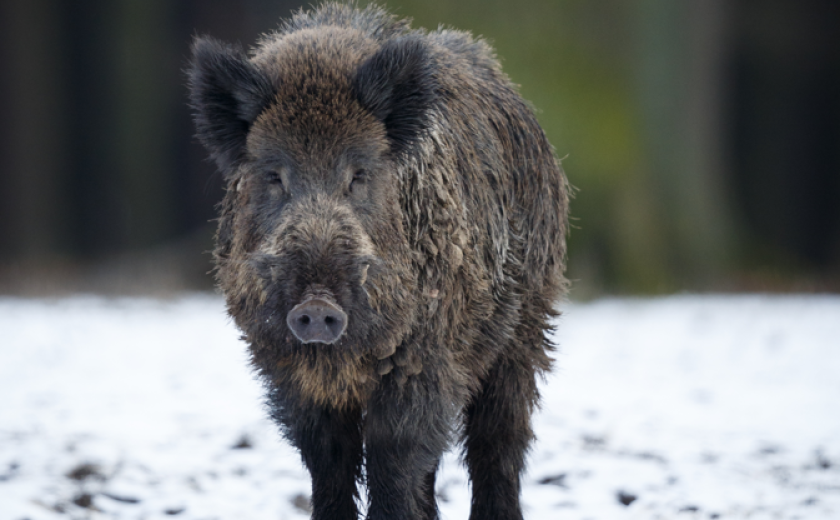 everzwijn (c)Freepik