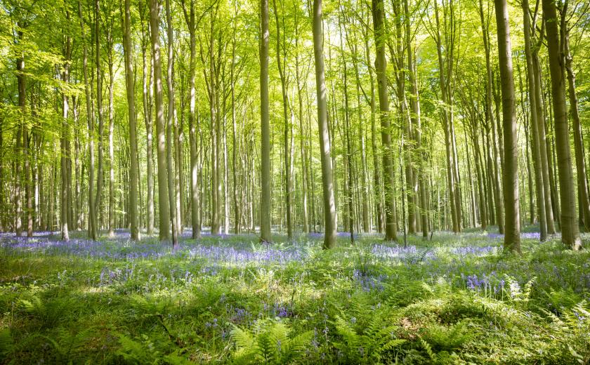 Hallerbos (c) Layla Aerts