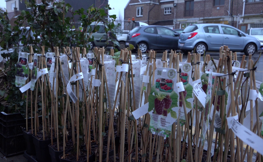 Planten haagplantactie