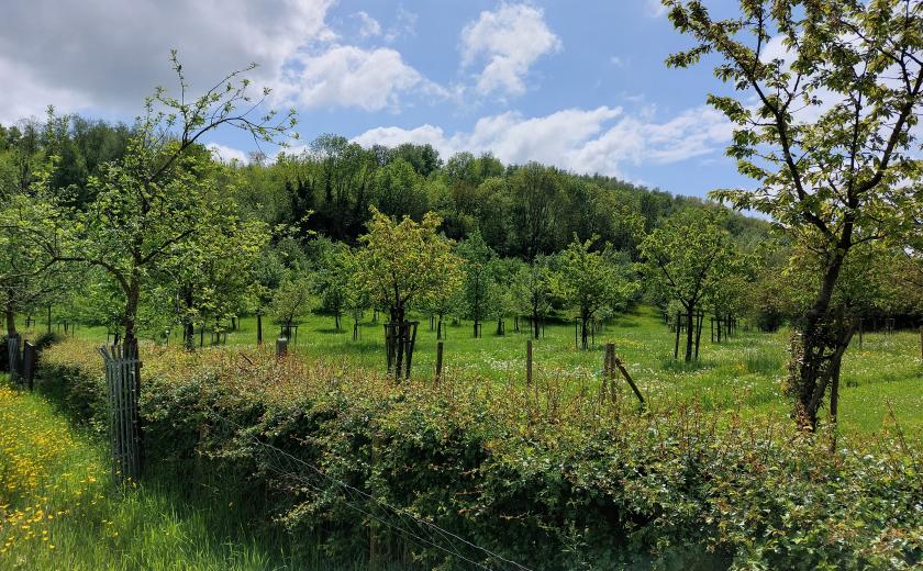 struiken en bomen