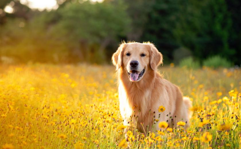 hond