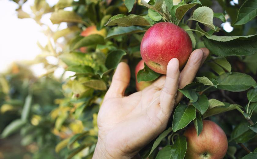 appels plukken