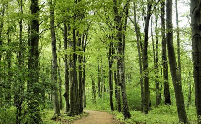 Samen naar het Hallerbos - wandelbuddy's gezocht! © huisvandeMens Halle