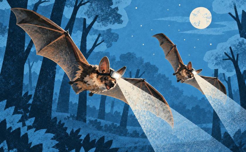 Nacht van de Duisternis in Halle © Nationaal Park Brabantse Wouden