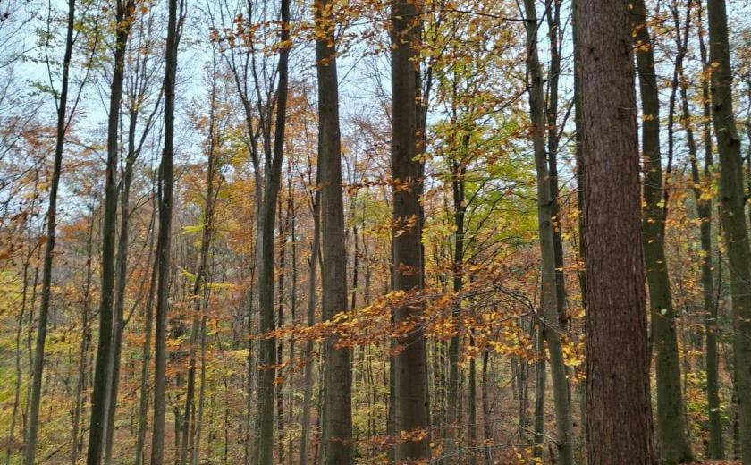 Stiltewandeling met Qigong © Tine Derick