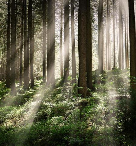 zon schijnt door de bomen