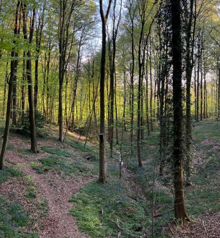 Kluisbos