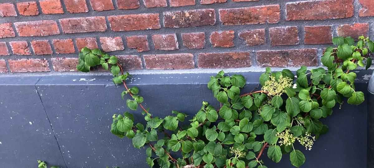 Tegeltuin Essenbeek (4)